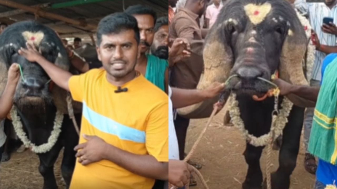 अनेक लोक ही म्हशीला बघण्यासाठी उत्साहात दाखल झाले होते. विशेष म्हणजे या म्हशीला तब्बल 5 लाखाला विकण्यात आले. जाफराबादी म्हशीची धिप्पाड शरीर रचना आणि खास दिसते.