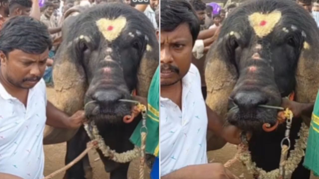 केरळमधील एका व्यक्तीने ही म्हैश 5 लाखालाच घेतली, असे म्हशीचे मालक दुर्ययी यांनी सांगितले. या म्हशीचे अनेक फोटो आणि व्हिडीओ पुढे येत आहेत. सोशल मीडियावरही या म्हशीची जोरदार चर्चा ही रंगताना दिसत आहे. 