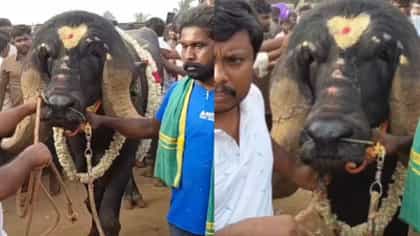 5 लाखाला विकली ही म्हैस, थेट ही गोष्ट अत्यंत खास, मालकाने...