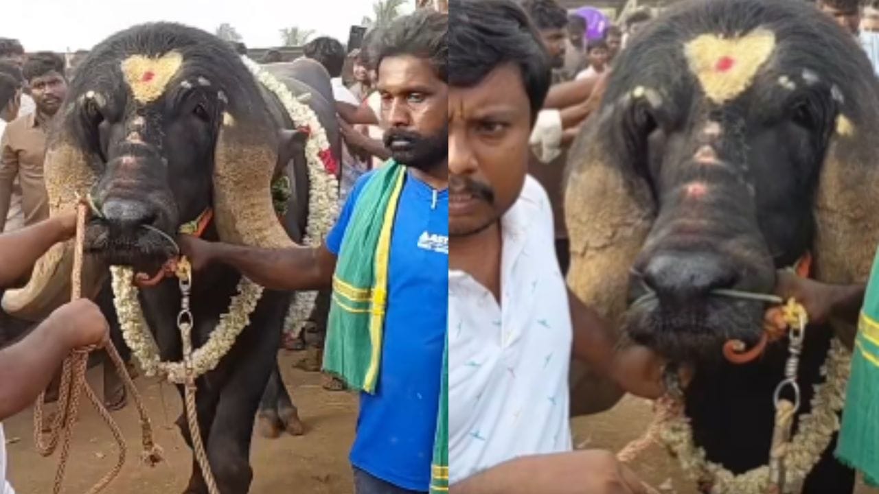तामिळनाडू येथे आयोजित उत्साहात जाफराबादी म्हशीची जोरदार चर्चा रंगली. फक्त तामिळनाडूच नाही तर या म्हशीची देशभरात चर्चा सुरू आहे. दिसायला अत्यंत धिप्पाड अशी हा म्हैस आहे.