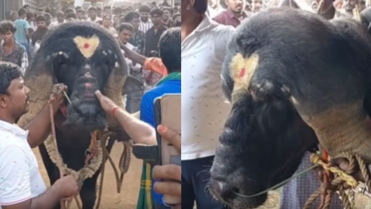 सोशल मीडियावर या म्हशीची जोरदार चर्चा आहे. यादरम्यानचे काही फोटो आणि व्हिडीओही पुढे आली आहेत. तब्बल 5 लाख रूपये या म्हशीची किमत आहे. 