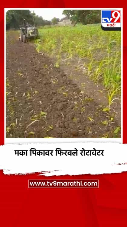 मका पिकावर फिरवले रोटावेटर-1743712