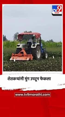 शेतकर्‍यांनी मुंग उपटून फेकला