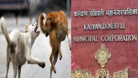 Kalyan Dombivli : कुत्र्यांच्या नावाखाली अधिकारी भरतायेत स्वतःचे खिसे!.