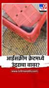 आईसक्रीम क्रेटमध्ये उंदराचा वावर?