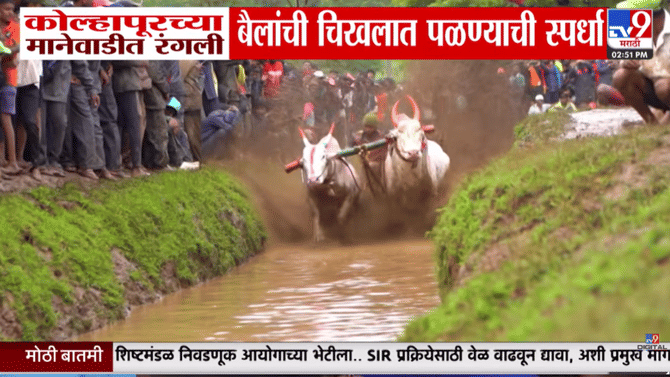 मानेवाडीच्या मैदानावर रंगली भन्नाट बैलगाडा शर्यत; गावातील आठणवणींना उजाळा देणारा जबरदस्त व्हिडीओ