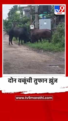 दोन वळूंची तुफान झुंज ; मोकाट जनावरांमुळे कोपरगांव शहरात दहशतीचे वातावरण
