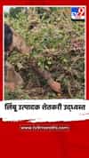 लिंबू उत्पादक शेतकरी उद्ध्वस्त