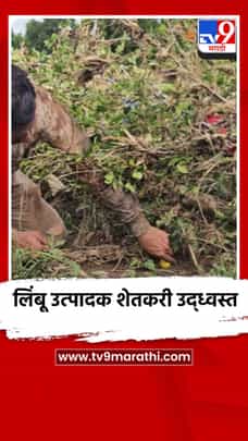 लिंबू उत्पादक शेतकरी उद्ध्वस्त-1727376