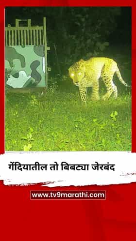 गोंदियाच्या बोळुंदा गावात धुमाकूळ घालणारा बिबट्या अखेर जेरबंद