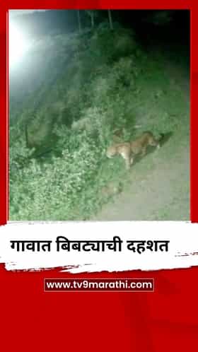 येवला तालुक्यातील अंकाई शिवरात बिबट्याची दहशत