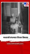 मध्यरात्री बंगल्यात शिरला बिबट्या