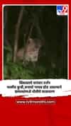 बिबट्याचे वारंवार दर्शन; पाळीव कुत्री,जनावरे गायब होत असल्याने ग्रामस्थांमध्ये भीतीचे वातावरण