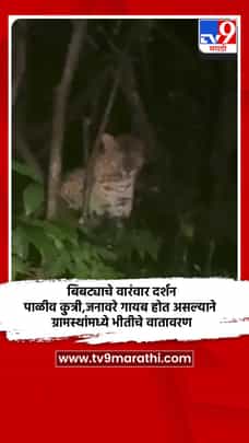 बिबट्याचे वारंवार दर्शन; पाळीव कुत्री,जनावरे गायब होत असल्याने ग्रामस्थांमध्ये भीतीचे वातावरण-1727247
