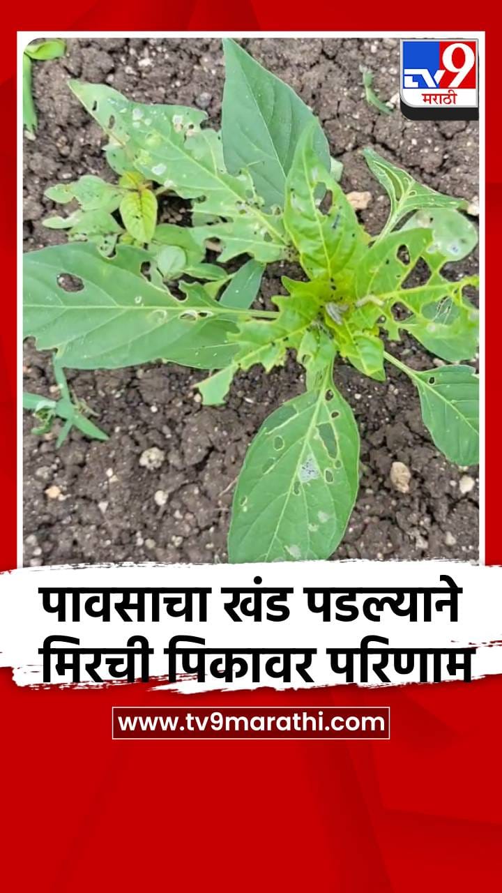 पावसाचा खंड पडल्याने मिरची पिकावर परिणाम-1732402