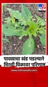 पावसाचा खंड पडल्याने मिरची पिकावर परिणाम