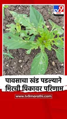 पावसाचा खंड पडल्याने मिरची पिकावर परिणाम-1732402