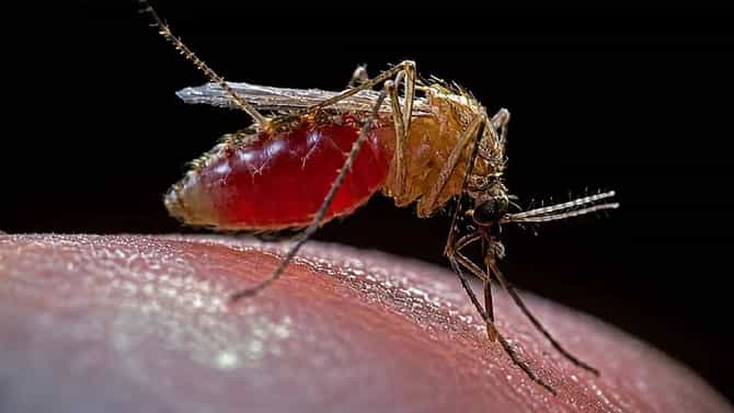 पावसाळ्यात टाळायचाय डासांचा त्रास? या सोप्या पद्धतीने करा स्वत:चं संरक्षण