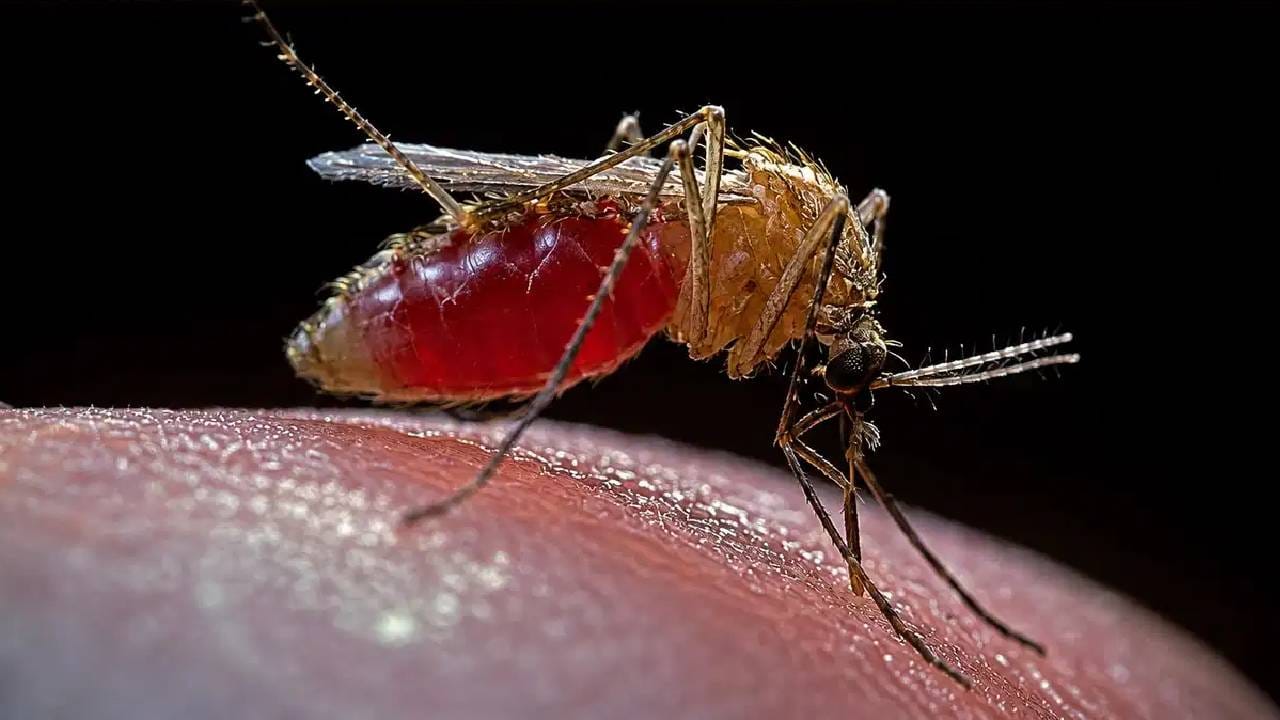 पावसाळ्यात टाळायचाय डासांचा त्रास? 'या' सोप्या पद्धतीने करा स्वत:चं संरक्षण पावसाळ्यात टाळायचाय डासांचा त्रास? 'या' सोप्या पद्धतीने करा स्वत:चं संरक्षण