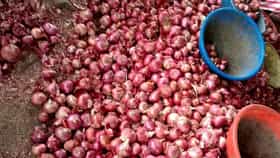 Mumbai Onion Price Hike : कांद्याने मुंबईकरांना रडवलं... कांदा महागला, किचनचं बजेट कोलमडलं