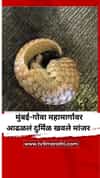 मुंबई-गोवा महामार्गावर आढळलं दुर्मिळ खवले मांजर