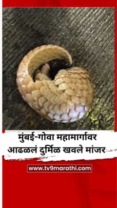 मुंबई-गोवा महामार्गावर आढळलं दुर्मिळ खवले मांजर-1735207