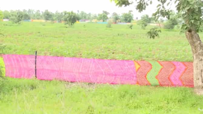 Nagpur Farmer | शेताला साडी नेसवली अन् रानडुकरांना पळवलं! नागपूरच्या शेतकऱ्यांची भन्नाट शक्कल चर्चेत, व्हिडिओ होतोय व्हायरल