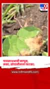 नंदुरबार - पावसाअभावी कापूस, मका, सोयाबीनला फटका; शेतकऱ्यांचे मोठे नुकसान