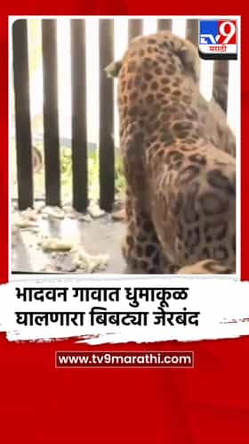 भादवन गावात धुमाकूळ घालणारा बिबट्या जेरबंद