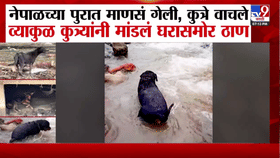 व्याकुळ नजर, आपली माणसे शोधण्याचा प्रयत्न; नेपाळमधील महाप्रलयानंतर कुत्र्याने मालकाच्या घरासमोर ठाण मांडलं