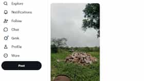 मधमाशांनी हल्ला करताच डेडबॉडी सोडून सर्वच पळाले; व्हिडीओ व्हायरल.