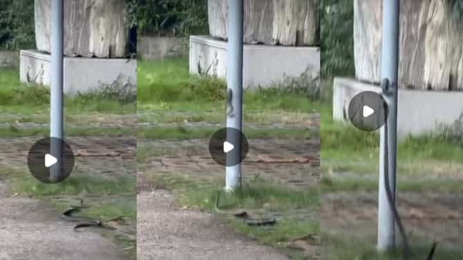 सापाला पाहून बेडुक पळाला, पण..सापाने अशी झेप...धक्कादायक video