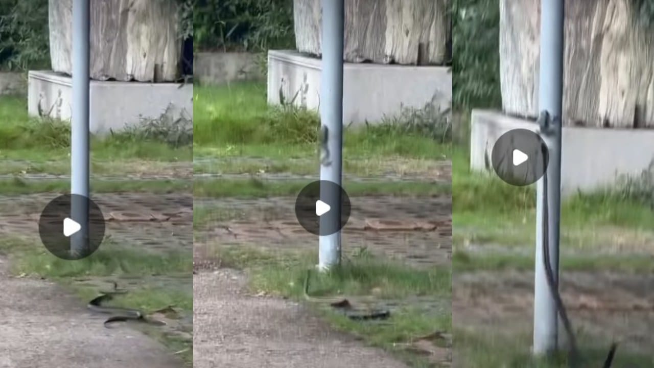 सापाला पाहून बेडुक पळाला, पण..सापाने अशी झेप...धक्कादायक video सापाला पाहून बेडुक पळाला, पण..सापाने अशी झेप...धक्कादायक video
