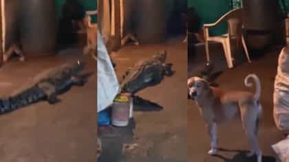 रात्री कुत्री भुंकूत होती, जाऊन पाहिले तर अंगणात अचानक प्रकटली मगर....