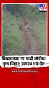 निमोणे येथे बिबट्याच्या नर-मादी जोडीचा मुक्त विहार; ग्रामस्थ भयभीत