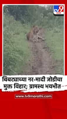 निमोणे येथे बिबट्याच्या नर-मादी जोडीचा मुक्त विहार; ग्रामस्थ भयभीत-1727189