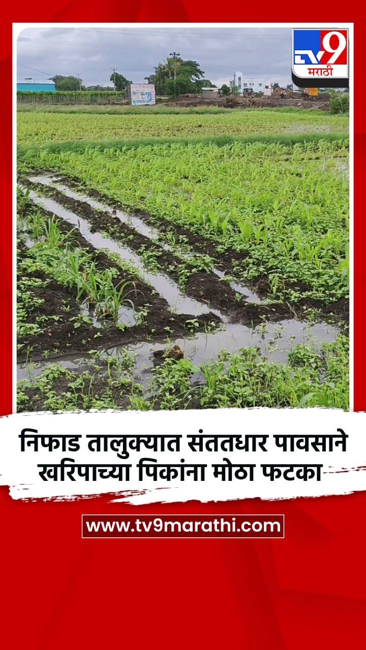 निफाड तालुक्यात संततधार पावसाने खरिपाच्या पिकांना मोठा फटका-1724557