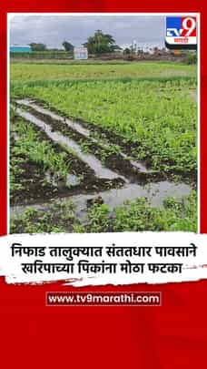 निफाड तालुक्यात संततधार पावसाने खरिपाच्या पिकांना मोठा फटका-1724557