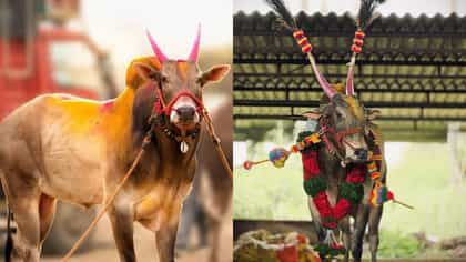 लाखोंची बक्षिसे जिंकणारा मावळकरांचा लाडका ‘ओम्या’ काळाच्या पडद्याआड.