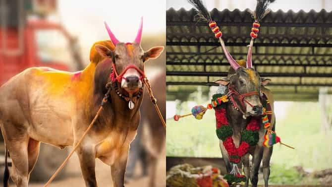 2 जेसीबी, 8 थार, 175 दुचाकी जिंकणारा मावळकरांचा लाडका ‘ओम्या’ काळाच्या पडद्याआड