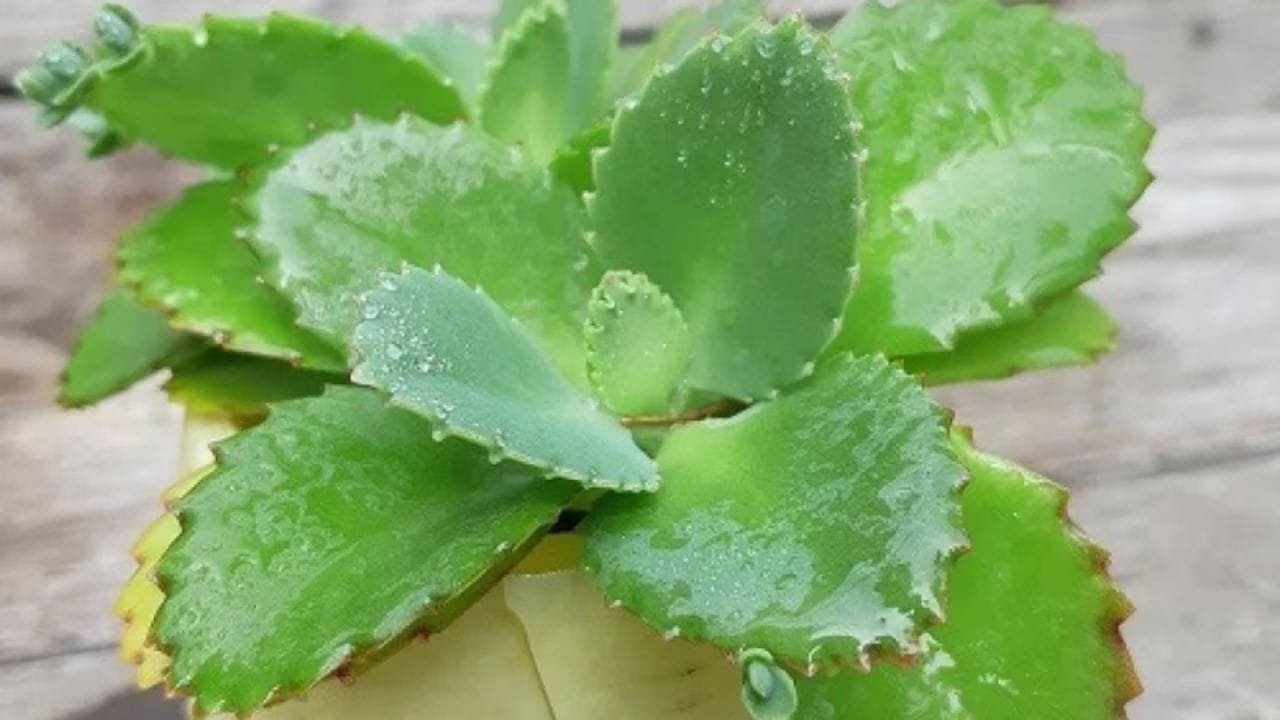जर तुम्ही युरिन स्टोनने त्रस्त असाल तर ही पान फुटीची पाने मुत्राशय आणि किडनीत अडकलेले खडे लघवीच्या वाटे बाहेर काढते. त्यामुळे आयुर्वेदात यास पाषाण भेद म्हटले जाते.