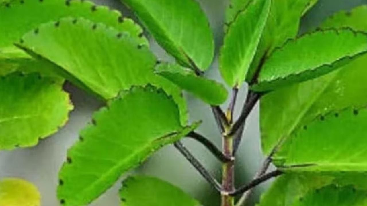 पान फुटीच्या पानांचा रसाचे सेवन करणे देखील चांगले फायदेमंद असते. जर तुम्हाला मुळव्याध झाला असेल तरी देखील पानफुटीचा रसाचा यावर फायदा होतो.