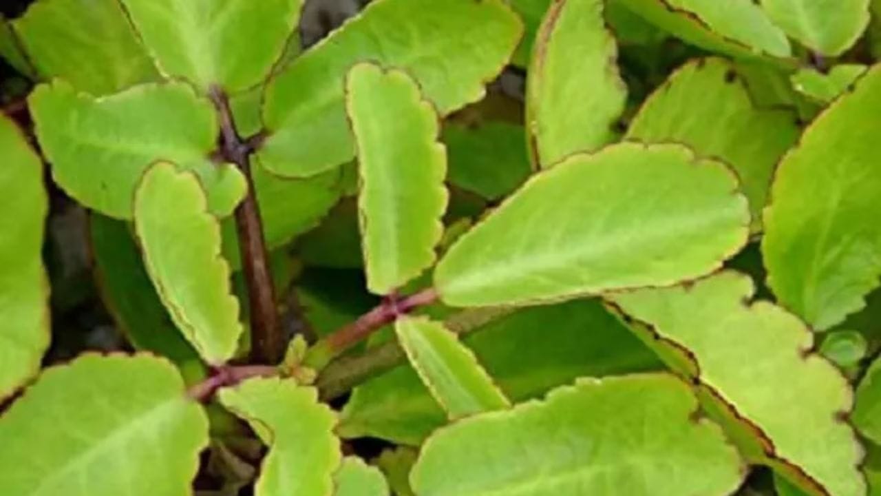 जर तुम्ही बद्धकोष्ठता किंवा पोटाच्या अन्य विकाराने त्रस्त असाल तर पानफुटीची पाने खाल्ल्यास पोटातील विषाक्त पदार्थ बाहेर टाकून पोट शुद्ध करते.