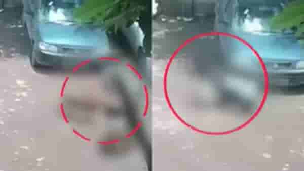 7 भटक्या कुत्र्यांनी चिमुरडीचे 46 सेकंद लचके तोडले, शरीरावर असंख्य जखमा, 90 टाके; पिंपरीतील थरकाप उडवणारी घटना