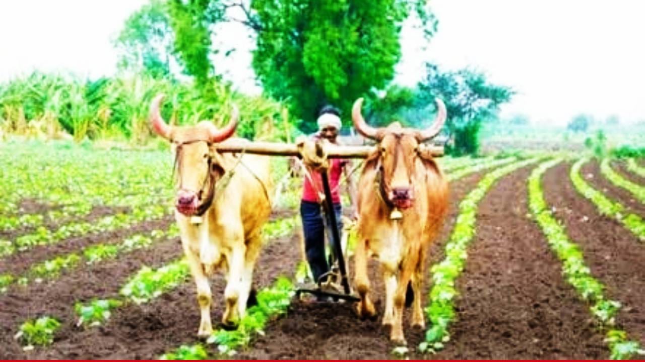 Farmer Loan Waiver: शेतकरी कर्जमाफीची नवीन तारीख समोर! आता या दिवशी खात्यात जमा होणार धडाधड पैसा Farmer Loan Waiver: शेतकरी कर्जमाफीची नवीन तारीख समोर! आता या दिवशी खात्यात जमा होणार धडाधड पैसा