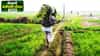 Farmer Loan Waiver: शेतकरी कर्जमाफीची मोठी अपडेट, लाभार्थी शेतकरी मयत झाल्यास वारसांना लाभ मिळणार?