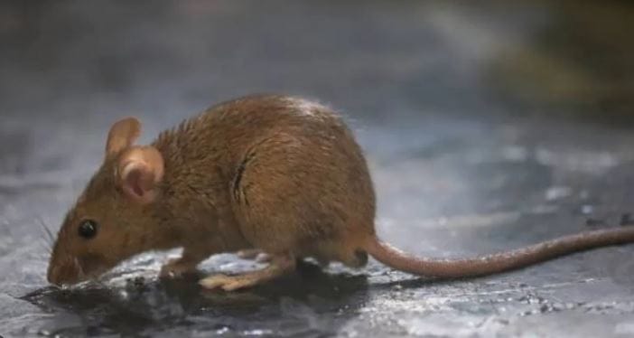 कर्नाटकातील तुमकुरू येथील कॅलेक्स ज्वेलर्समध्ये एक धक्कादायक घटना घडली आहे. सकाळी दुकान उघडल्यानंतर कर्मचाऱ्यांना दागिने गायब असल्याचे आढळले. सुमारे 50 ग्रॅम वजनाचे हिऱ्याचे आणि सोन्याचे दागिने गायब झाल्याचे पाहून कर्मचाऱ्यांना धक्काच बसला.