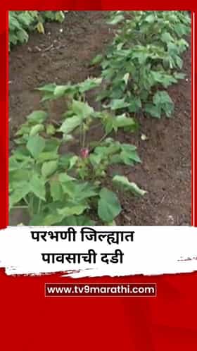 25 दिवसांपासून परभणी जिल्ह्यात पावसाची दडी, पिकं सुकली