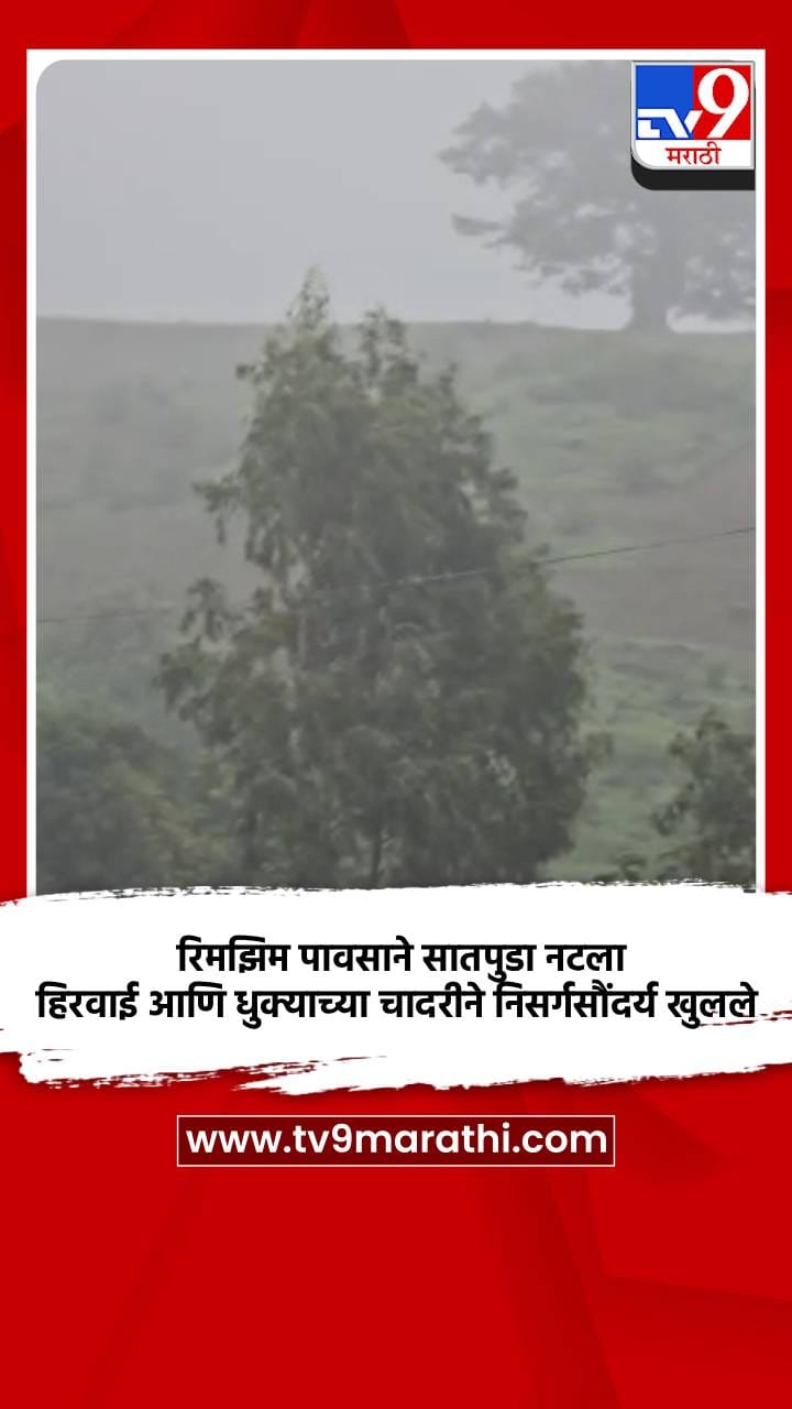 रिमझिम पावसाने सातपुडा नटला, हिरवाई आणि धुक्याच्या चादरीने निसर्गसौंदर्य खुल...