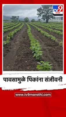पावसामुळे पिकांना संजीवनी, बळीराजा सुखावला-1728009